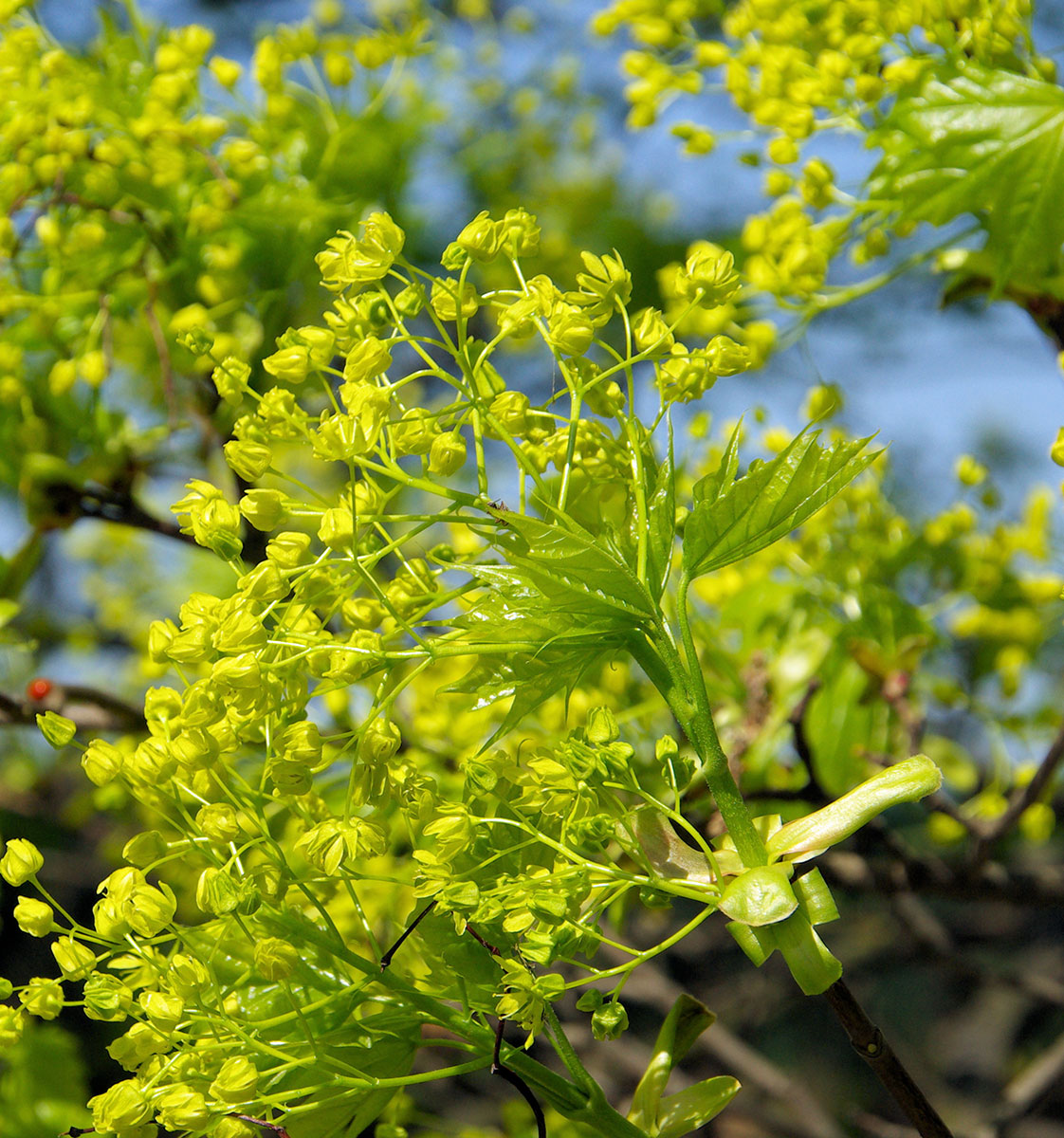 In voller Blüte - Detailaufnahme Ahornblüte im Frühling - Hotel Amaten