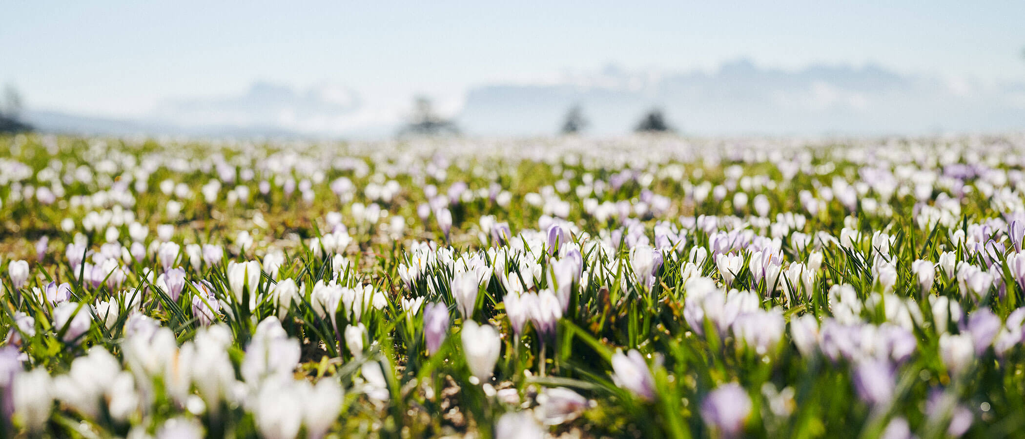 Frühlingserwachen - Blumenmeer Detailaufnahme - Hotel Amaten
